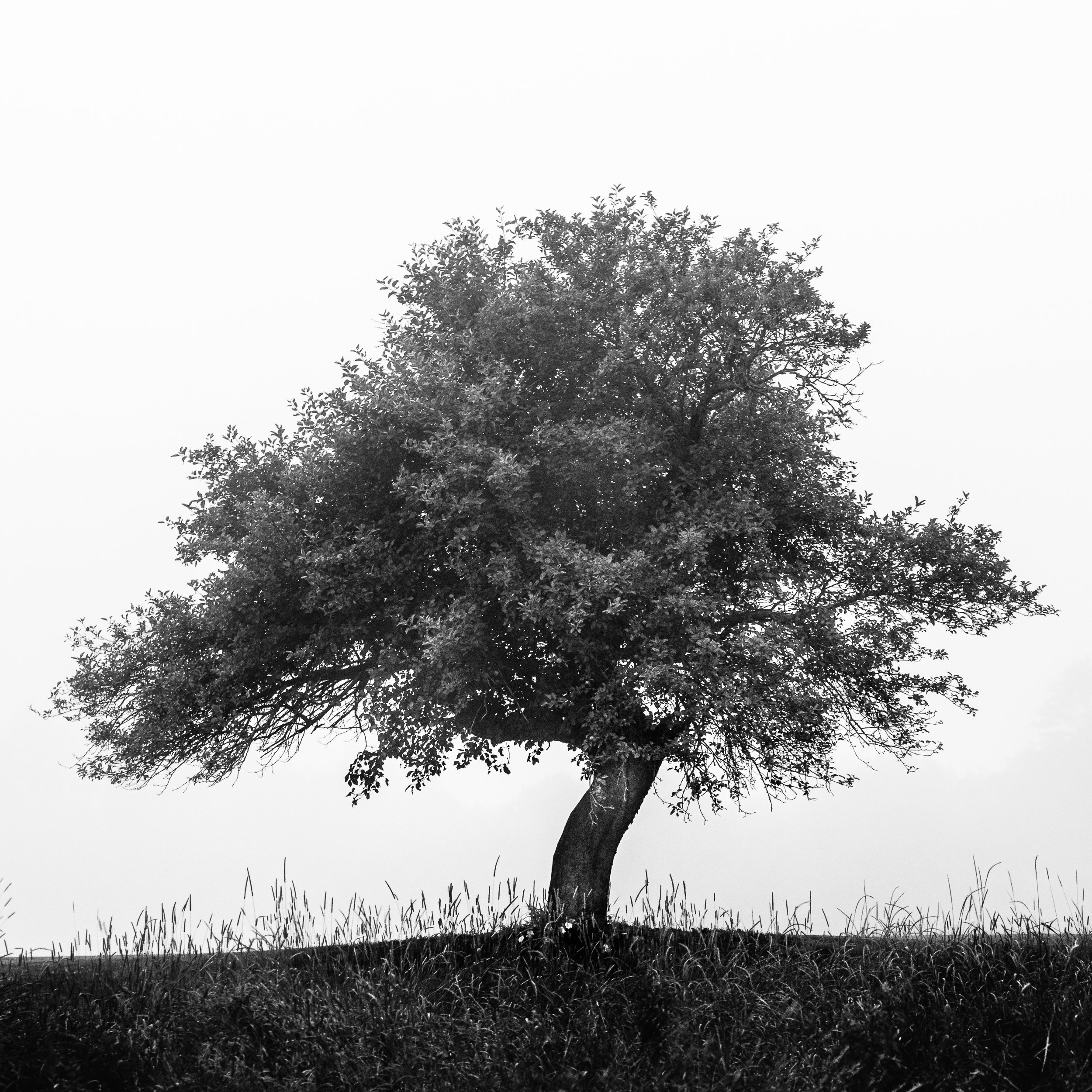 0002-JWalter_BWTrees-7061